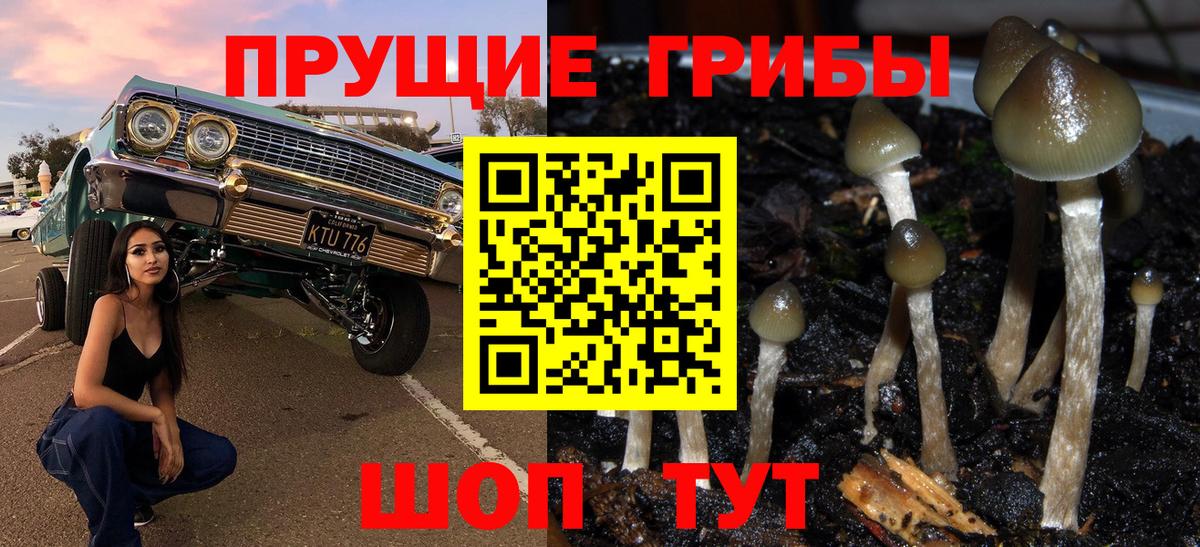 Псилоцибиновые грибы Cubensis  Псилоцибиновые грибы прущие грибы  где можно купить наркотик  Вход с VPN  Кольчугино 